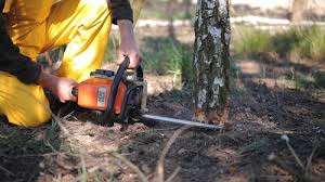 Best Tree and Shrub Care  in Church Hill, TN